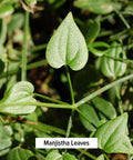Banyan Botanicals Manjistha Powder, 1/2 Pound - Usda Organic - Rubia Cordifolia - Cleanses The Blood & Lymph - Ayurveda