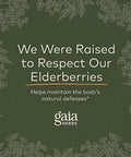 Gaia Herbs Black Elderberry Syrup 5.4 Ounce