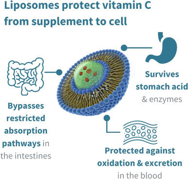 Liposomal Vitamin C 1000mg & Zinc Bisglycinate by Igennus, High Absorption Liquid Immune Support for Men, Women & Kids, USA Made & Non-GMO, Sugar-Free, Citrus Vanilla Flavor, 30-90 Liquid Servings