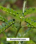 Banyan Botanicals Bhumyamalaki Powder Organic Liver Health Supplement* Phyllanthus Spp. For Natural Detoxification & Cleansing Of The Liver* 1/2 Pound Non Gmo Sustainably Sourced Vegan