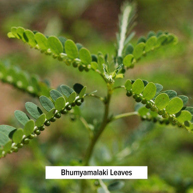 Banyan Botanicals Bhumyamalaki Powder Organic Liver Health Supplement* Phyllanthus Spp. For Natural Detoxification & Cleansing Of The Liver* 1/2 Pound Non Gmo Sustainably Sourced Vegan