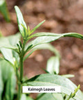 Banyan Botanicals Organic Kalmegh Powder - Andrographis Paniculata - 1/2 Lb - Bitter Herb For Immune Health And Respiratory Support*- Non-Gmo Sustainably Sourced No Additives Or Fillers Vegan