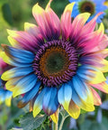 480+ Rare Sunflower Seeds - Red, Purple, Blue, Black-Centered, Charcoal, Teddy Bear & Smiley - Non-GMO, High Germination & Pollinator Friendly - Ideal for Outdoor Gardens, Containers & Borders