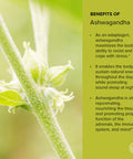 Banyan Botanicals Organic Ashwagandha Powder Withania Somnifera For Vitality, A Healthy Immune System, Stress Relief, More* 1/2Lb Non-Gmo Sustainably Sourced Vegan Ffl