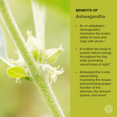 Banyan Botanicals Organic Ashwagandha Powder Withania Somnifera For Vitality, A Healthy Immune System, Stress Relief, More* 1/2Lb Non-Gmo Sustainably Sourced Vegan Ffl