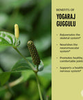 Banyan Botanicals Yogaraj Guggulu Organic Joint Support Supplement Ayurvedic Blend For Supporting The Skeletal And Neuromuscular Systems* 90 Tablets Non-Gmo, Sustainably Sourced, Vegan