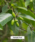 Banyan Botanicals Haritaki Powder - Certified Organic, 1/2 Pound - Terminalia Chebula - Detoxification & Rejuvenation* Organic, Vegan, Non-Gmo, Gluten Free, Fair For Life Certified