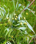Sewanti Organic Neem Healthy Skin, Acne, Clear skin, Skin Issues NPN 80065670, 60 Vegan High Potency Extract Capsules