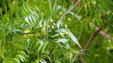 Sewanti Organic Neem Healthy Skin, Acne, Clear skin, Skin Issues NPN 80065670, 60 Vegan High Potency Extract Capsules