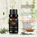 Aromatherapy Essential Oils, Rosemary Aromatherapy Essential Oils (0.33 oz - 10ml), 100% Pure Essential Oils Rosemarry Scent for Diffuser, Humidifier, Massage, Aromatherapy, Skin & Hair Care