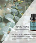 Lavender + Eucalyptus Essential Oil Aromatherapy Oil, 100% Pure Essential Oils for Diffuser, Humidifier, Massage 10ML*Top 2 Set