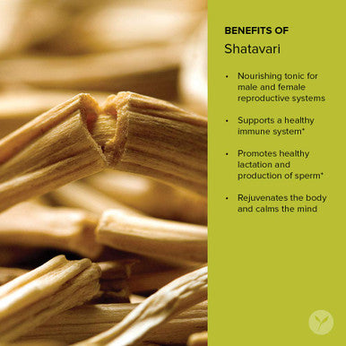 Banyan Botanicals Organic Shatavari Powder Asparagus Racemosus Ayurvedic Herb For Vata & Pitta, Balanced Female Hormones, Energy, Vitality & More* 1/2Lb. Non-Gmo Sustainably Sourced Vegan Ffl