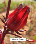 Banyan Botanicals Hibiscus Flower Powder 1 Lb - Usda Organic - Hibiscus Sabdariffa - For Hair, Skin, & Women'S Health*