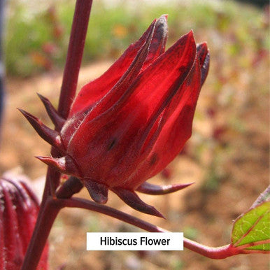 Banyan Botanicals Hibiscus Flower Powder 1 Lb - Usda Organic - Hibiscus Sabdariffa - For Hair, Skin, & Women'S Health*