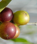 PURE ORIGINAL INGREDIENTS Camu Camu Powder (8Oz), Source Of Vitamin C, Brazilian Superfood