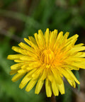Nature'S Answer Alcohol Dandelion Root Extract 1 Fluid Ounce | Promotes Overall Wellness | Non GMO | Cruelty | Made in The USA