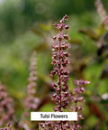 Banyan Botanicals Tulsi Powder, 1 Pound - Usda Organic - Ocimum Sanctum - Holy Basil - Ayurvedic Adaptogen*