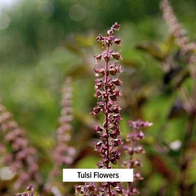 Banyan Botanicals Tulsi Powder, 1 Pound - Usda Organic - Ocimum Sanctum - Holy Basil - Ayurvedic Adaptogen*