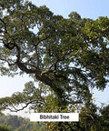 Banyan Botanicals Bibhitaki Powder - Certified Organic, 1/2 Pound - Terminalia Belerica - Detoxification And Rejuvenation For Kapha*