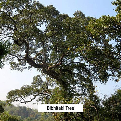 Banyan Botanicals Bibhitaki Powder - Certified Organic, 1/2 Pound - Terminalia Belerica - Detoxification And Rejuvenation For Kapha*