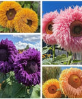 800pcs Teddy Bear Sunflower Seeds for Planting Giant Teddy Bear Sun Flower Seed Heirloom Attracts Pollinators