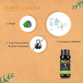 Peppermint Essential Oils - 100% Pure Therapeutic Grade Essential Oil for Aromatherapy - 10ml
