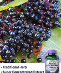 Black Elderberry Capsules | 100 Count | Super Concentrated Sambucus Extract | Non-GMO, Gluten | by Nature's Truth