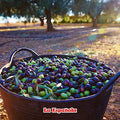 LA ESPAÃƒÆ’Ã¢â‚¬ËœOLA First Cold Pressed Extra Virgin Olive Oil, 24 OZ