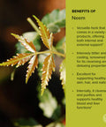 Banyan Botanicals Neem Powder - Organic Azadirachta Indica - Purifying Ayurvedic Herb For Healthy Skin & Blood 1/2 Lb