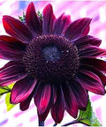 Chocolate Cherry Sunflower Seeds to Plant - Heirloom & Non-GMO - Package 50+ Sunflower Seeds for Planting in Your Home Garden