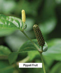 Banyan Botanicals Organic Pippali Powder - Certified Usda Organic, 1/2 Lb - Piper Longum - Long Pepper - Ayurvedic Cooking Spice With Digestive And Respiratory Benefits*