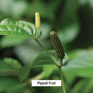Banyan Botanicals Organic Pippali Powder - Certified Usda Organic, 1/2 Lb - Piper Longum - Long Pepper - Ayurvedic Cooking Spice With Digestive And Respiratory Benefits*
