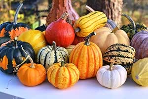 Exotic Black Kat Pumpkin Seeds for Planting (10 Seeds) ÃƒÂ¢Ã¢â€šÂ¬Ã¢â‚¬Å“ Deep Black, Smooth-Skinned Pumpkins ÃƒÂ¢Ã¢â€šÂ¬Ã¢â‚¬Å“ Rare Decorative Variety for Fall Gardens, Halloween Displays & Autumn DÃƒÆ’Ã‚Â©cor