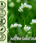 Nature'S Answer Cleavers 2000mg