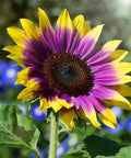 480+ Rare Sunflower Seeds - Red, Purple, Blue, Black-Centered, Charcoal, Teddy Bear & Smiley - Non-GMO, High Germination & Pollinator Friendly - Ideal for Outdoor Gardens, Containers & Borders