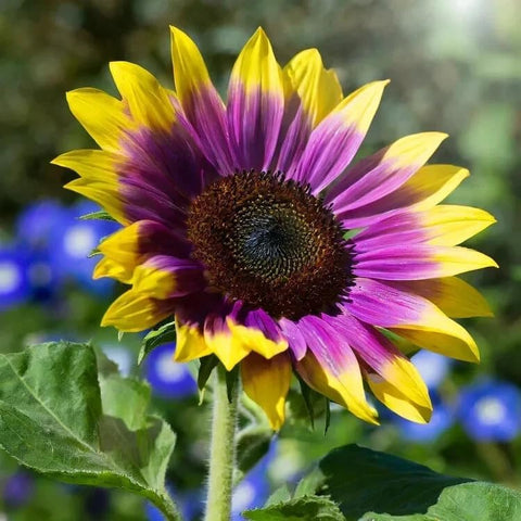 480+ Rare Sunflower Seeds - Red, Purple, Blue, Black-Centered, Charcoal, Teddy Bear & Smiley - Non-GMO, High Germination & Pollinator Friendly - Ideal for Outdoor Gardens, Containers & Borders