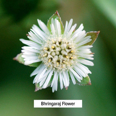 Banyan Botanicals Bhringaraj Powder (Eclipta Alba) Organic Herbal Powder For Beautiful Hair For A Calm Mind And Healthy Hair, Nails, Bones, And Teeth* 1 Lb. Non-Gmo Ffl Vegan