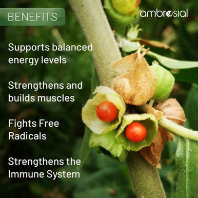 Ambrosial Ambrosial Ashwagandha Capsules 500mg per Capsule | High Strength Ashwagandha Root Powder| Herbal Supplement with Immunity Support | Non-GMO & Gluten (Pack of 1)