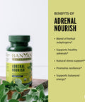 Banyan Botanicals Adrenal Nourish Organic Adaptogen Supplement - Adrenal Support For Natural Energy With Organic Ashwagandha, Gokshura & Guduchi* 90 Tablets Non-Gmo, Sustainably Sourced, Vegan