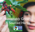 Bravo Tea & Herbs Hair Regrowth Tea 20 Bags