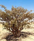 US Organic 100% Pure Frankincense Essential Oil - USDA Certified Organic