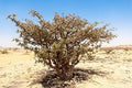 US Organic 100% Pure Frankincense Essential Oil - USDA Certified Organic