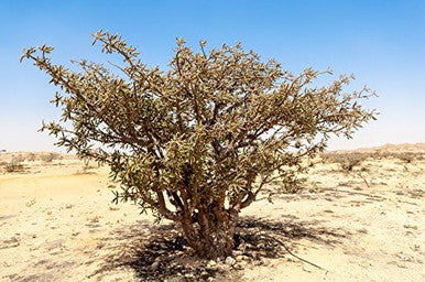 US Organic 100% Pure Frankincense Essential Oil - USDA Certified Organic
