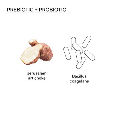 The Nue Co. Natural Prebiotic Probiotic IBS Relief Supports Gut Health Immunity and Skin Spore Based Bacteria Vegan Organic TimeDelayed 60 Capsules