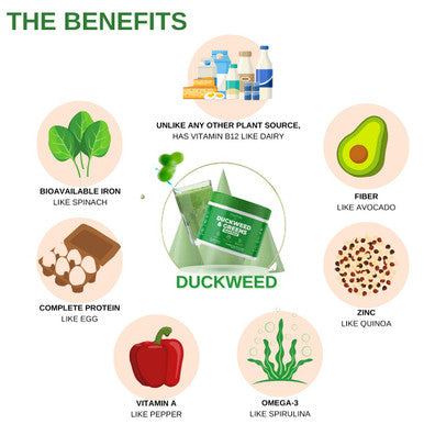 Vinatura Duckweed & Greens Powder - Smoothie Mix With Super Greens: Kale Powder, Spinach Powder, Broccoli, Duckweed Supplement