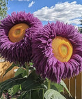 800pcs Teddy Bear Sunflower Seeds for Planting Giant Teddy Bear Sun Flower Seed Heirloom Attracts Pollinators