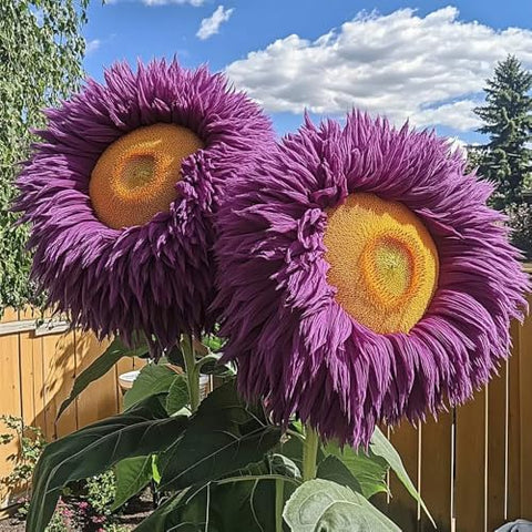 800pcs Teddy Bear Sunflower Seeds for Planting Giant Teddy Bear Sun Flower Seed Heirloom Attracts Pollinators