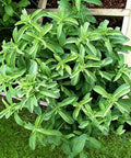 150+ Stevia Sweetleaf Seeds for Planting, Sugar Leaf Stevia Plant Seeds, Natural Sweetener Herb Seeds, Perennial Plant for Home Garden, Container, Tea & Sugar-Free Recipes, Non-GMO