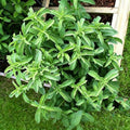 150+ Stevia Sweetleaf Seeds for Planting, Sugar Leaf Stevia Plant Seeds, Natural Sweetener Herb Seeds, Perennial Plant for Home Garden, Container, Tea & Sugar-Free Recipes, Non-GMO