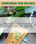 Mulberry Leaf Powder - Mulberry Leaf Extract - All-Natural Raw Herb Super Food Supplement - 1 Pound(16 Ounces)